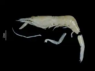 Parapontophilus caledonicus