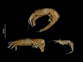 Parapontophilus cyrton