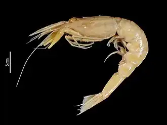 Parapontophilus difficilis