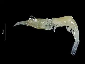 Parapontophilus stenorhinus