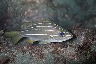 Parapristipoma octolineatum