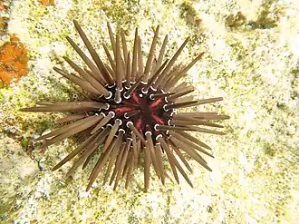 Parasalenia gratiosa