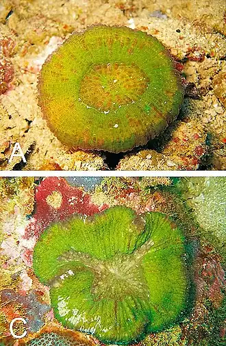 Lobophyllia vitiensis