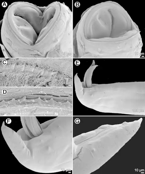 Cucullanus bulbosus. A en B: a=amfide, b=papil. A, B: Kop, ventraal en lateraal, C, D: Peribuccale tand mannetje en vrouwtje, E: Staart mannetje, lateraal, F: Staart mannetje, lateraal, G: Staart mannetje lateraal.