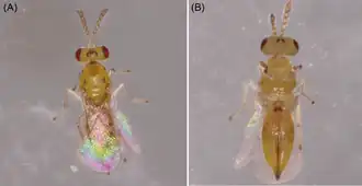 Quadrastichus mendeli