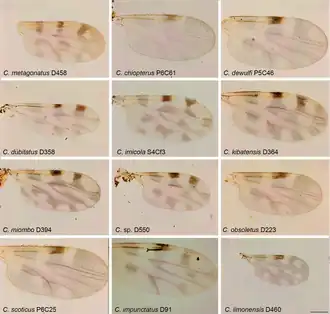 Culicoides obsoletus