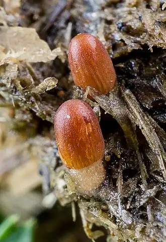 Klein mestplooirokje