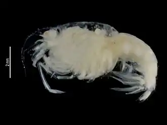 Paraspongicola pusillus