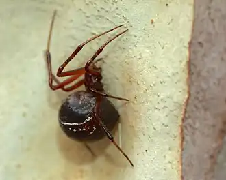 Parasteatoda decorata