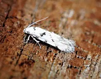 Parastenolechia nigrinotella