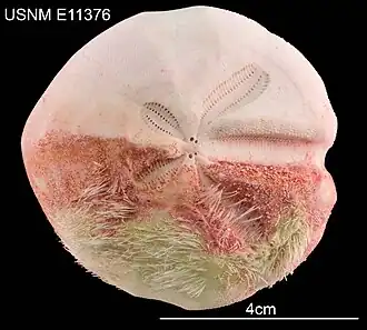 Schizaster doederleini