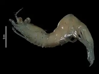 Parastylodactylus longidactylus