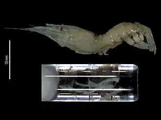 Parastylodactylus moluccensis