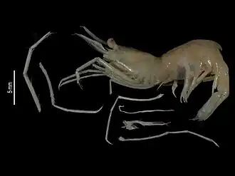 Parastylodactylus richeri