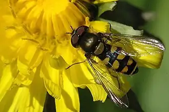 Groot gevlekt roetneusje