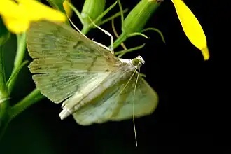 Paratalanta hyalinalis