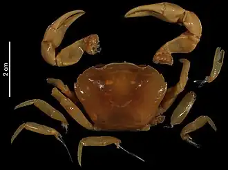 Parathelphusa maindroni