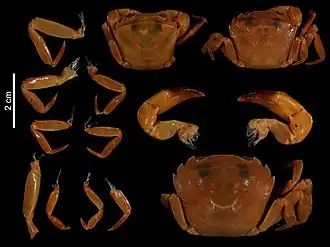 Parathelphusa pulcherrima