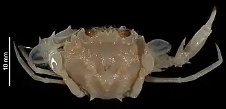 Parathranites intermedius