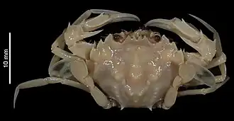 Parathranites ponens