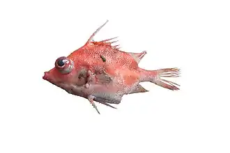 Paratriacanthodes retrospinis