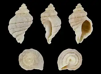 Paratrophon cheesemani