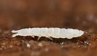 Paratullbergia callipygos