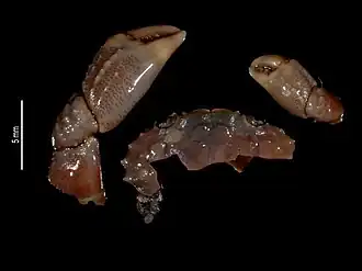 Paraxanthias elegans