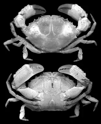 Paraxanthodes cumatodes