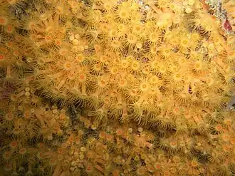 Parazoanthus axinellae