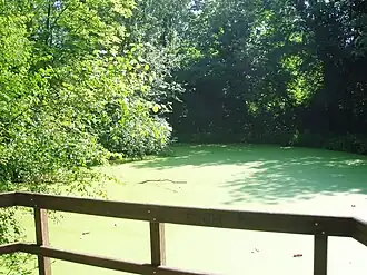 Het platform aan het moeras