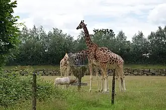Giraffen en algazel