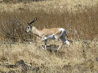 Soemerringgazelle
