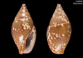 Pardalinops jousseaumei