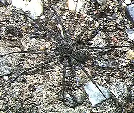 Pardosa jambaruensis