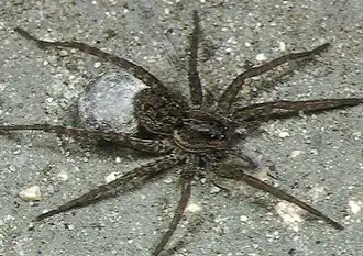 Pardosa pseudoannulata