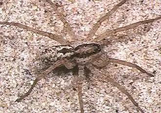 Pardosa takahashii