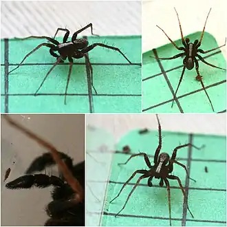 Zwarthandboswolfspin