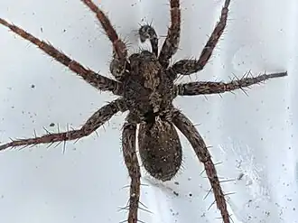 Pardosa astrigera