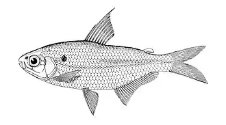 Parecbasis cyclolepis