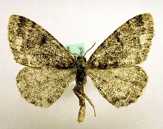 Witvlekspikkelspanner