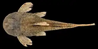 Pareiorhina hyptiorhachis