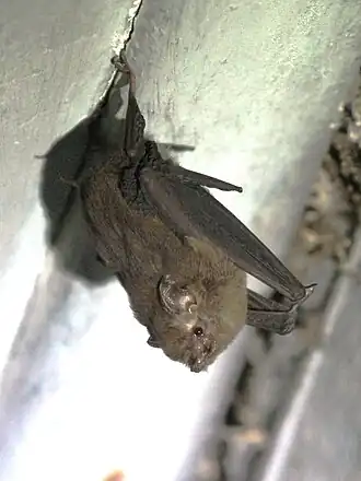 Paremballonura atrata