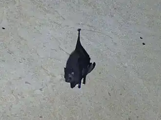 Paremballonura tiavato