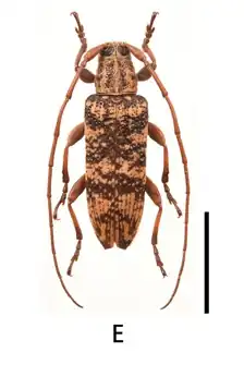 Parepilysta striatipennis