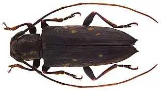 Parepilysta wiedenfeldi