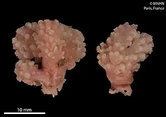 Alcyonium hibernicum