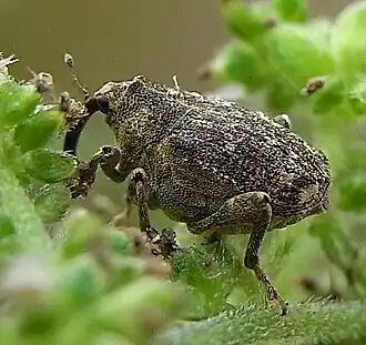 Gekamde brandnetelsnuittor