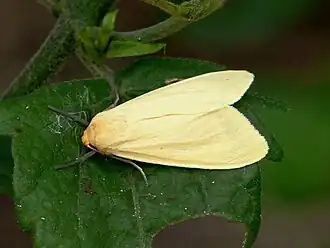 Pareuchaetes insulata