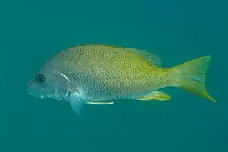 Lutjanus argentiventris